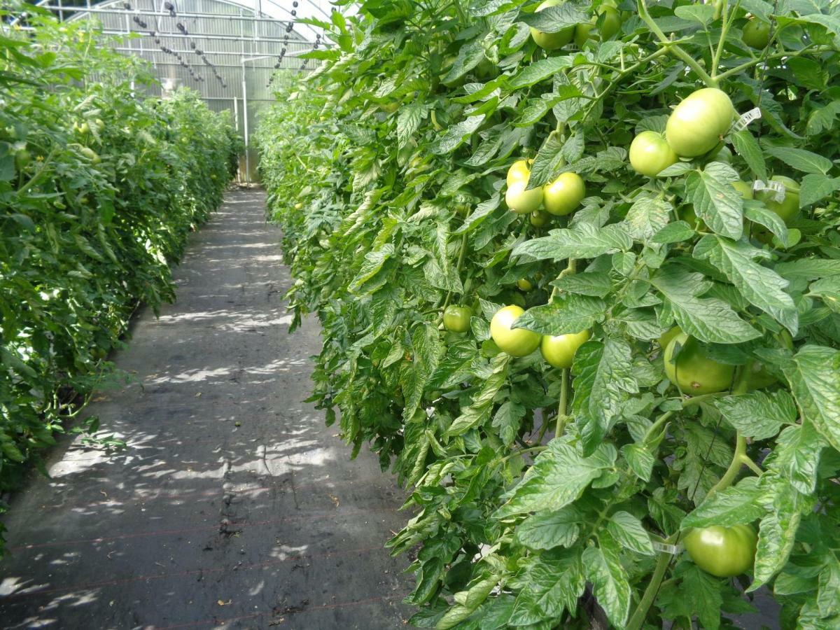 Agroturismo Araize Мунґія Екстер'єр фото